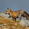 Liska obecna - Vulpes vulpes - Red Fox 2073